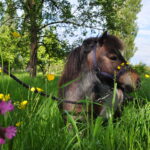 Pony care party Cheshire Pony Parties