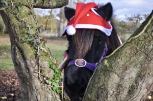 Santa pony