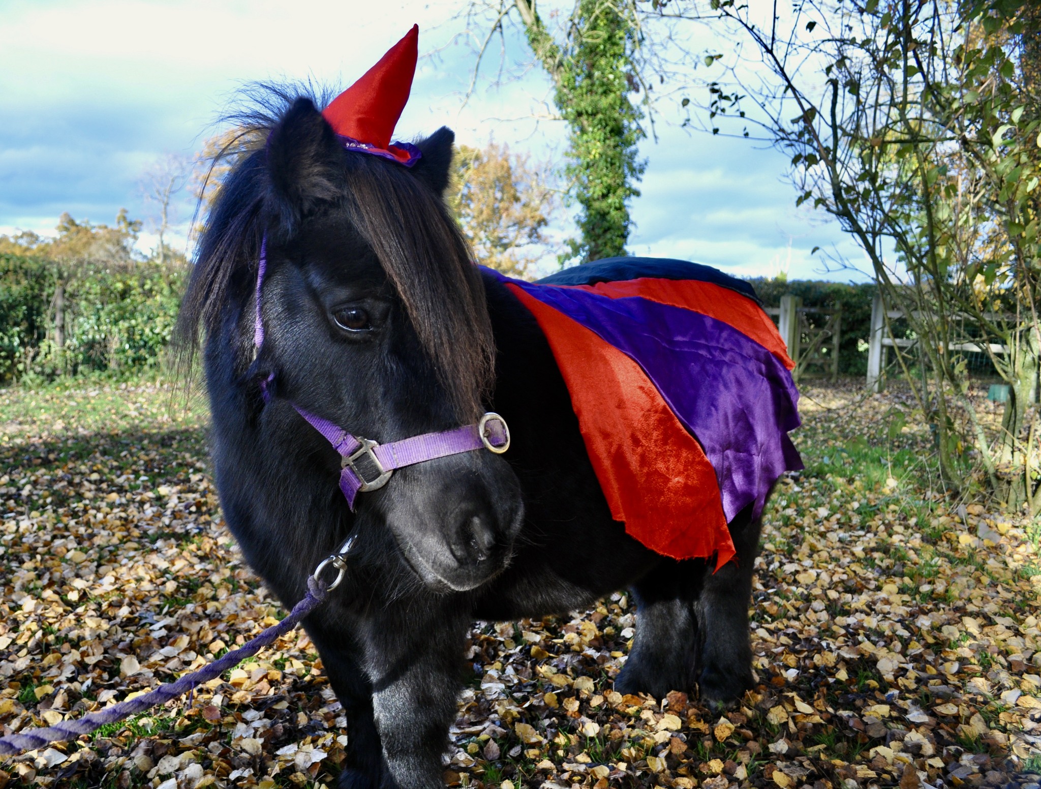 Halloween pony rides in Chester